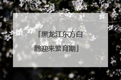 黑龙江东方白鹳迎来繁育期