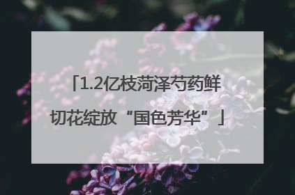1.2亿枝菏泽芍药鲜切花绽放“国色芳华”