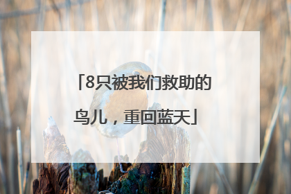 8只被我们救助的鸟儿，重回蓝天