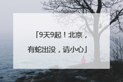 9天9起！北京，有蛇出没，请小心